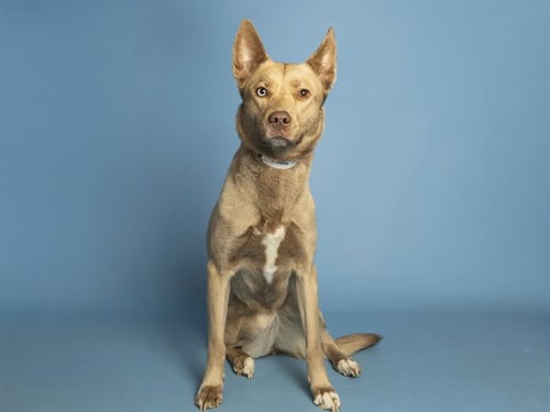 BEAT - Siberian Husky available for adoption
