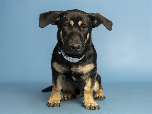 ANDY - Basset Hound / German Shepherd Dog available for adoption