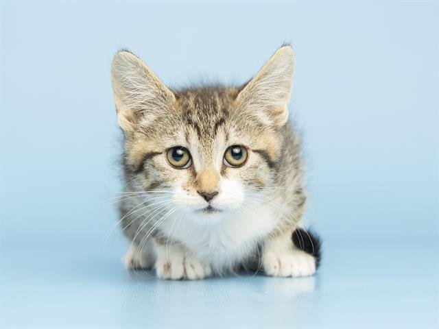 SYLVIE Image
