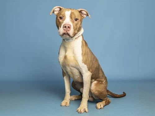 FELIX - American Pit Bull Terrier available for adoption