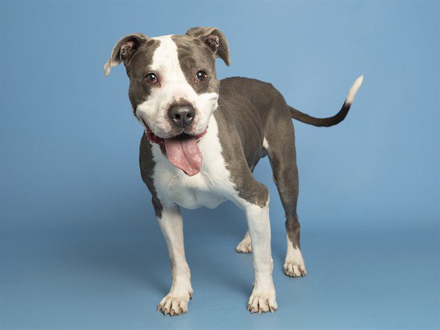 NATE Image