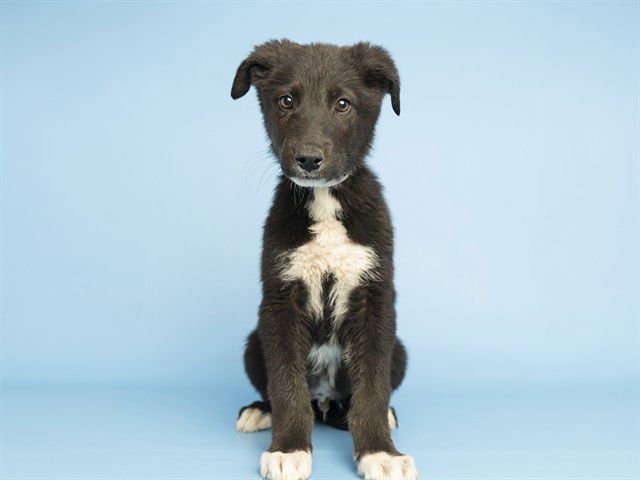 STATLER - Border Collie available for adoption