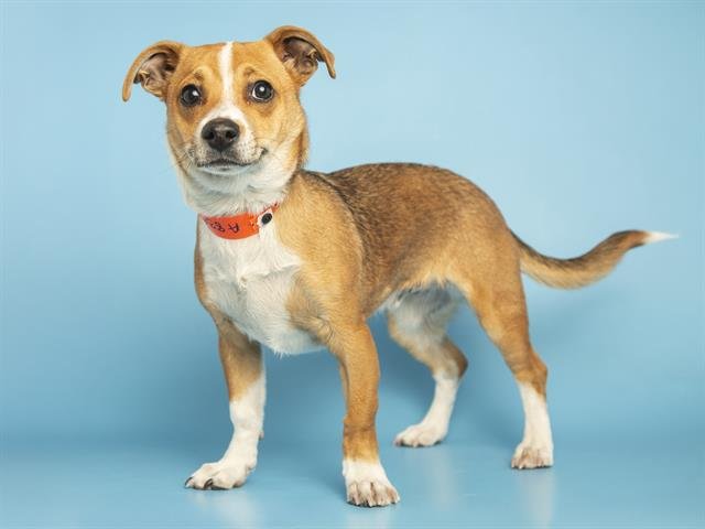 BUDDY - Beagle available for adoption