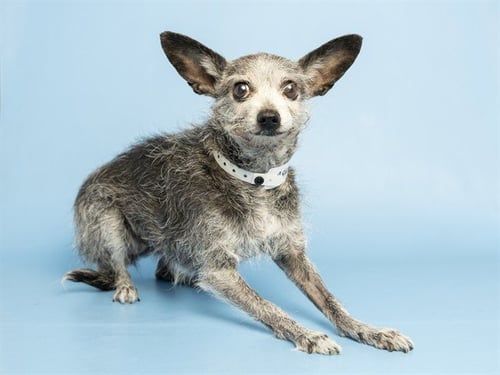 CRISPY - Chihuahua available for adoption