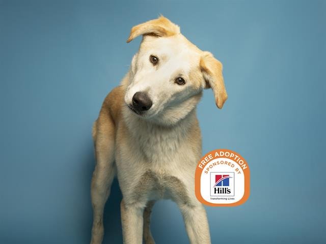 STEVE - German Shepherd Dog available for adoption