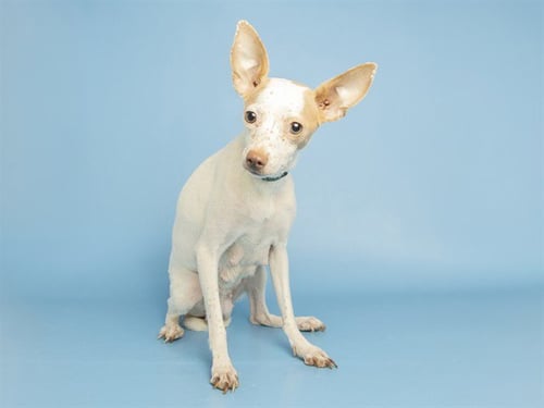 LITTLE FRECKLES - Chihuahua available for adoption