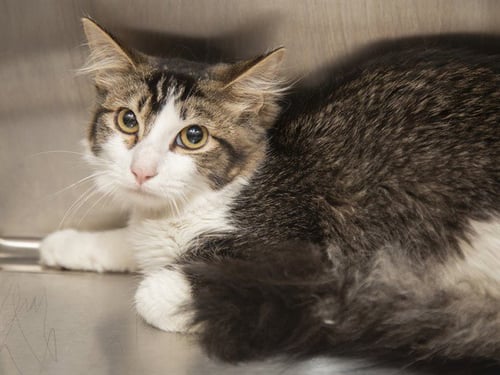 BARON - Domestic Short Hair available for adoption