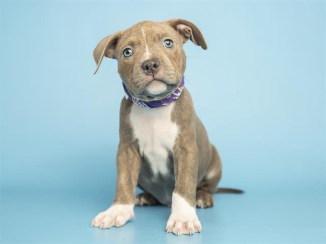 ARES - American Pit Bull Terrier available for adoption