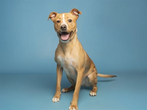 SIMBA - American Pit Bull Terrier available for adoption