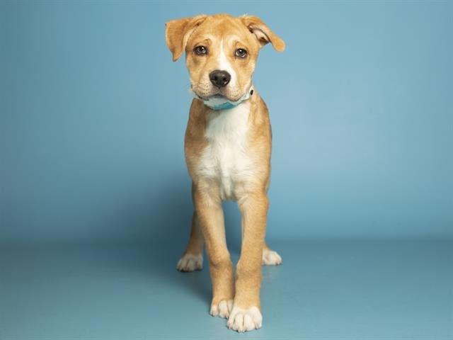 TEDDY - American Pit Bull Terrier available for adoption