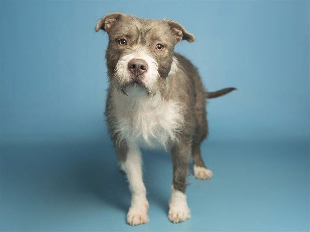 BETTY - American Pit Bull Terrier available for adoption