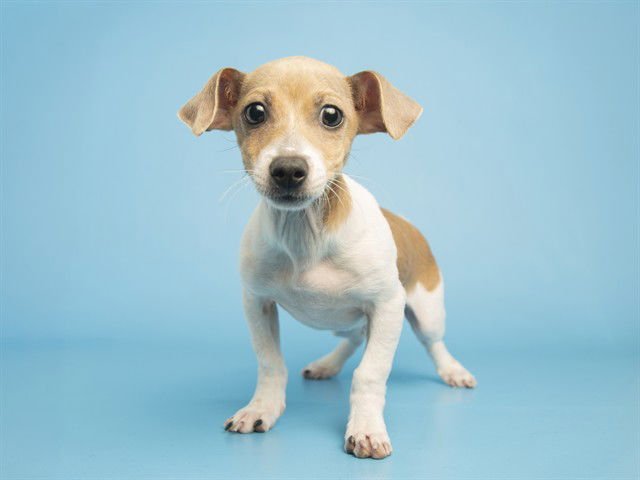 DAVY - Parson Russell Terrier available for adoption