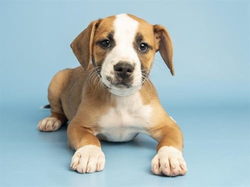 SAGE - Australian Cattle Dog/Blue Heeler / American Pit Bull Terrier available for adoption