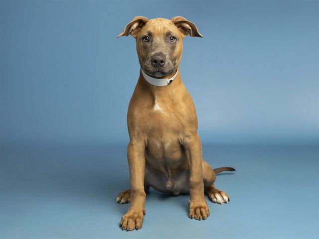FROSTY - Great Dane / American Pit Bull Terrier available for adoption