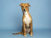 NELLIE - Photo 1