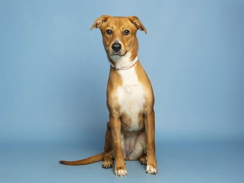 NELLIE - Labrador Retriever available for adoption