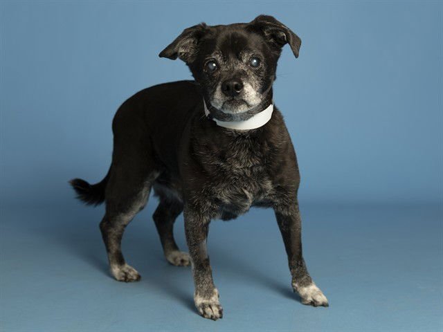 WILFRED - Pug available for adoption