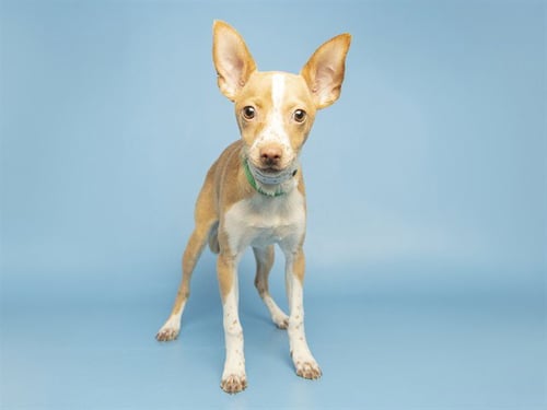 SWEET GIRL - Chihuahua available for adoption