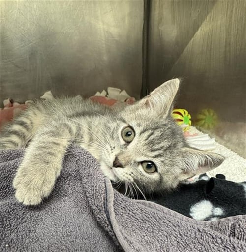 TIGER - Domestic Medium Hair available for adoption