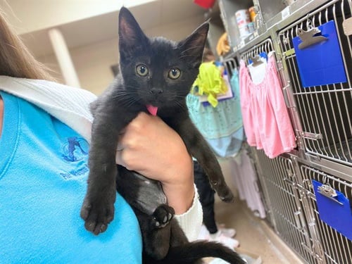 DRELLA - Domestic Short Hair available for adoption
