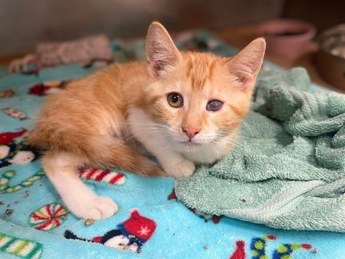 PUSS IN BOOTS - Domestic Short Hair available for adoption