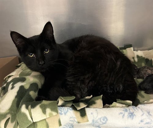PERSEPHONE - Domestic Short Hair available for adoption