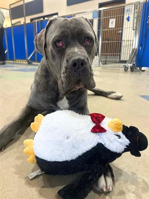 ROCKY - Cane Corso Mastiff available for adoption