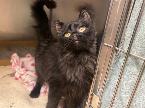 GIGI - Domestic Long Hair for adoption in Fort Wayne