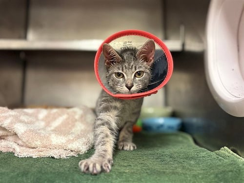 BELLATRIX - Domestic Short Hair available for adoption