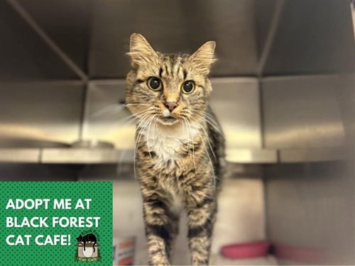 QUEEN ELIZABETH - Domestic Short Hair for adoption in Fort Wayne