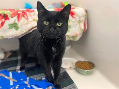 MO MO - Domestic Short Hair available for adoption