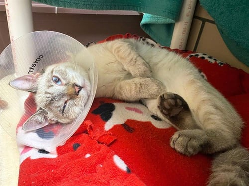 CHEERIO - Domestic Short Hair available for adoption