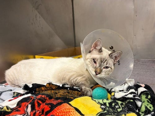 CHEERIO - Domestic Short Hair available for adoption