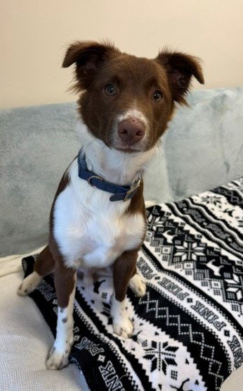 COCO - Australian Shepherd available for adoption