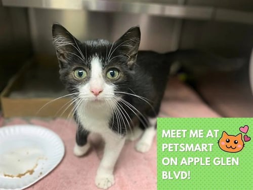 JENNIFURR - Domestic Short Hair for adoption in Fort Wayne