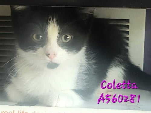 COLETTA - Domestic Short Hair available for adoption