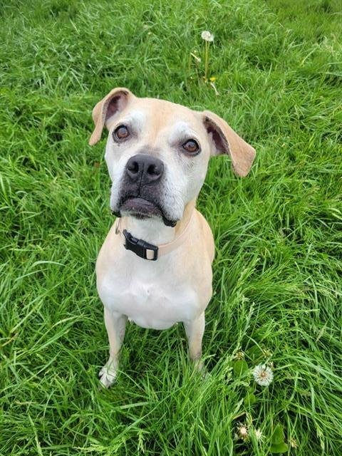 LULU - Boxer / Pit Bull Terrier available for adoption