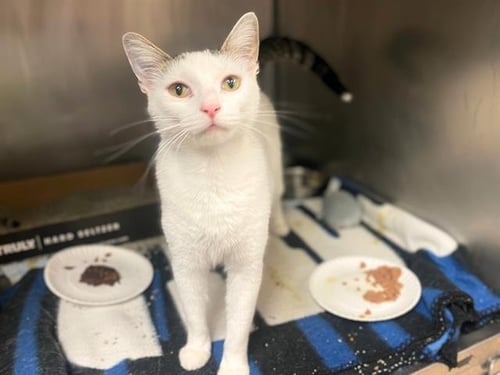 SNOW WHITE - Domestic Short Hair available for adoption