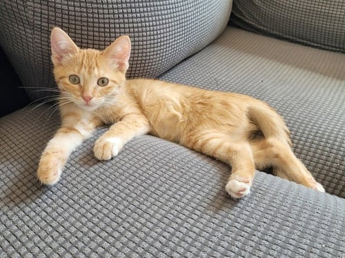 FERN - Domestic Short Hair available for adoption