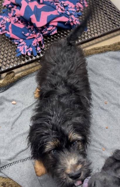 CONRAD - Poodle (Standard) / Airedale Terrier available for adoption