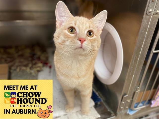 QUINTON - Domestic Short Hair available for adoption