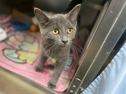 SULLY - Domestic Short Hair available for adoption
