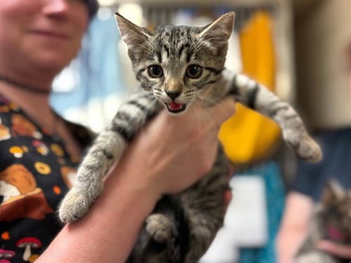 CIDER - Domestic Short Hair available for adoption