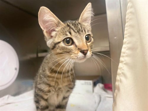 FILET'OFISH - Domestic Short Hair for adoption in Fort Wayne