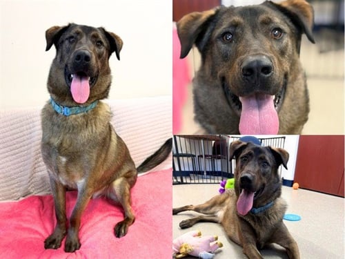 FALCON - German Shepherd Dog for adoption in Fort Wayne