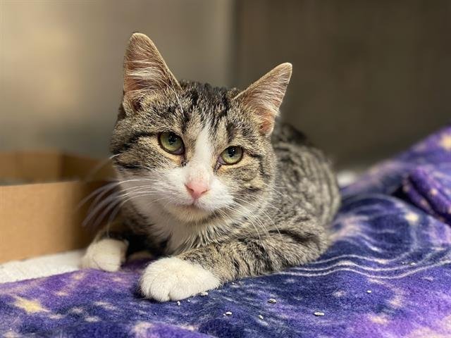 BONNIE - Domestic Short Hair available for adoption