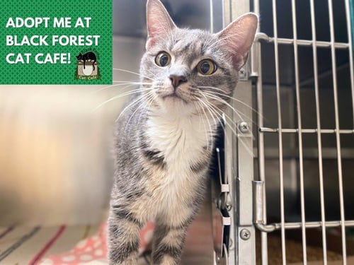 AURORA - Domestic Short Hair available for adoption