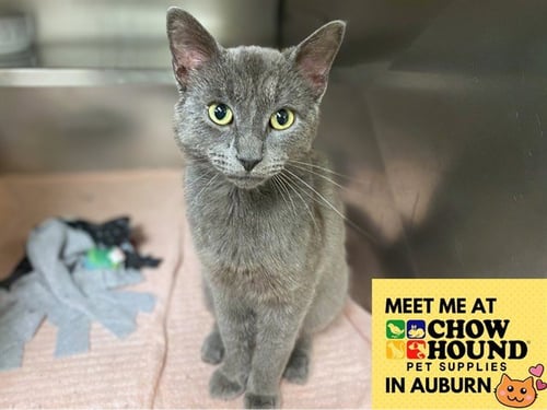 RIO - Domestic Short Hair available for adoption