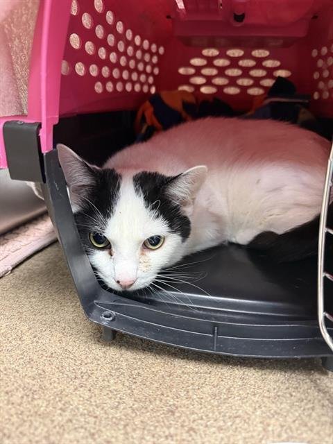 JETSON - Domestic Short Hair available for adoption