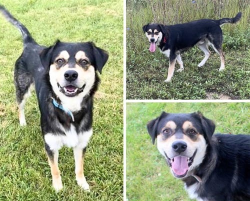 JOEY ARTHUR - English Shepherd / Siberian Husky available for adoption